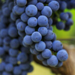 Clif Family Cabernet Sauvignon Grapes