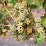 Clif Family Sauvignon Blanc Grapes