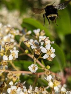 Clif Family Farm's Pollinators