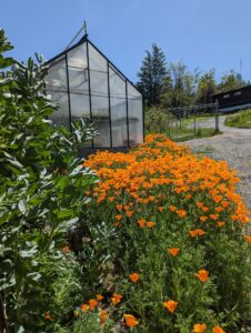 Clif Family Farm's Pollinators
