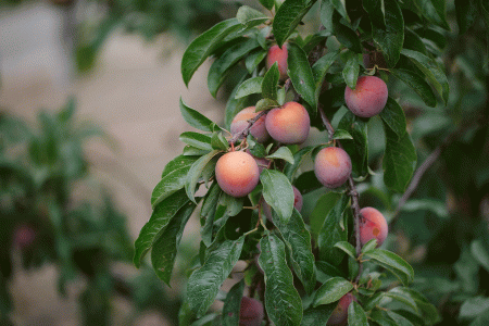 Clif Family Farm Orchard